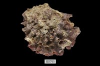 藏品(硨蟝牡蠣)的圖片